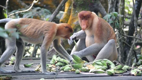 An alpha male proboscis monkey in the wild, sitting and eating at mangrove Stock Footage 336518404
