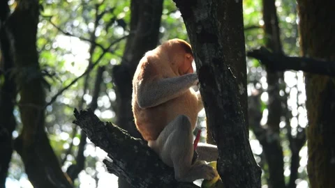 Alpha male sitting on tree Stock Footage 336932562