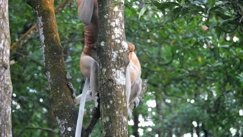 Alpha male sitting on tree Stock Footage 340876724