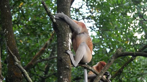 Alpha male sitting on tree Stock Footage 340876794