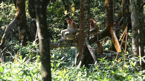 Alpha male sitting on tree Stock Footage 341373525
