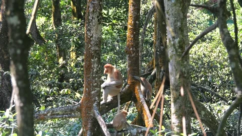 Alpha male sitting on tree Stock Footage 341373542