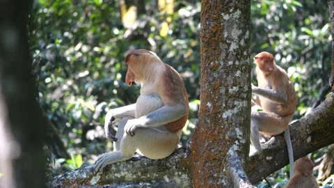 Alpha male sitting on tree Stock Footage 341373764
