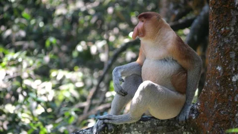 Alpha male sitting on tree Stock Footage 341373838
