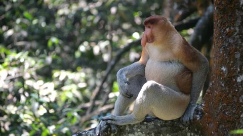 Alpha male sitting on tree Stock Footage 341373867