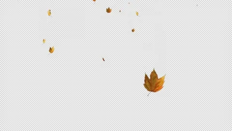 Alpha Maple leaves falling 3 Stock Footage 140097049