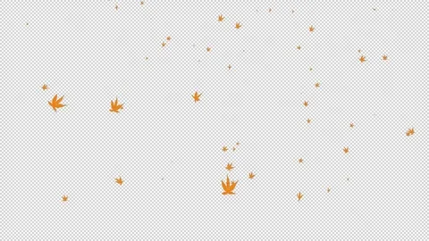 Alpha Maple leaves falling in the wind Stock Footage 288085451
