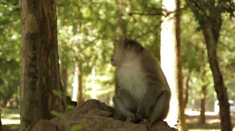 Alpha Monkey Stock Footage 42779214