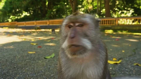 Alpha Monkey Stock Footage