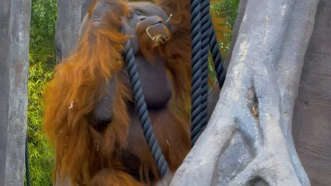 Alpha Orangutan climbing up tree using ropes Stock Footage 115020333