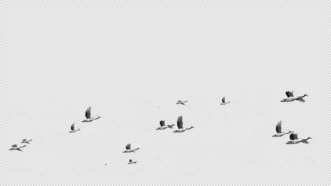 Alpha Several cranes fly into the sky Stock Footage 316019909