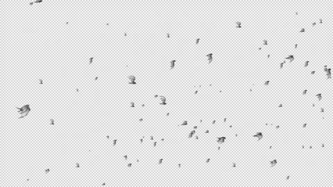 Alpha a swarm of bats flew past. Stock Footage 320659040