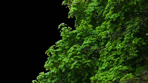 Alpha tree leaves Stock Footage 107750793