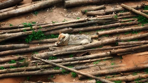 Alpha wolf eats. Play wolf cub. 4K 60 fps footage  Stock Footage 108722862