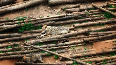 Alpha wolf eats.Smooth zoom. 4K 60 fps footage Video stock 108722037