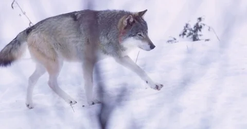 Alpha wolf patrolling pack territory alone Stock Footage 72319927