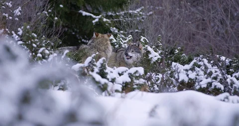 Alpha wolf showing teeth to another pack member Stock Footage 95288449