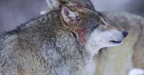 Alpha wolf showing teeth Stockbeeldmateriaal 73657260