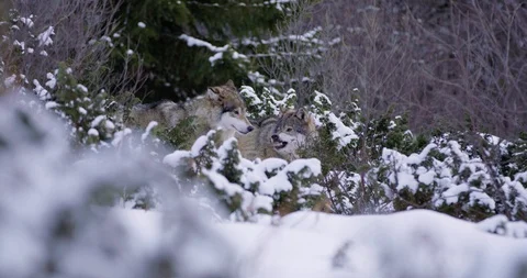 Alpha wolf showing teeth to other pack member in the forest Stock Footage 86129469