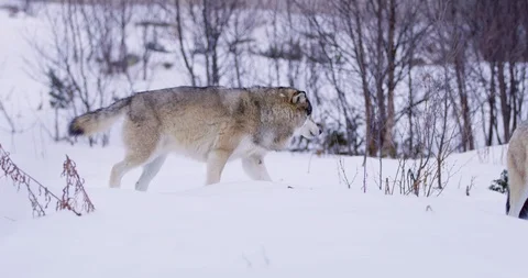 Alpha wolf showing teeth to pack member Stockbeeldmateriaal 86129405