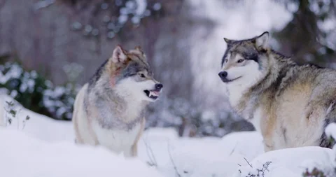 Alpha wolf showing teeth to pack member Stock Footage 86302023