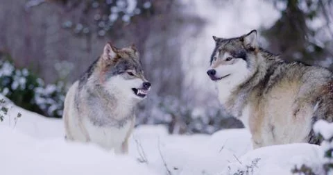 Alpha wolf showing teeth to pack member Stock Photos