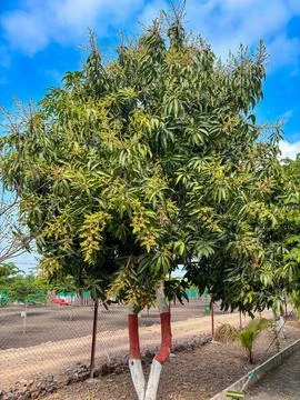Alphanso Mango tree with flowering Foto stock