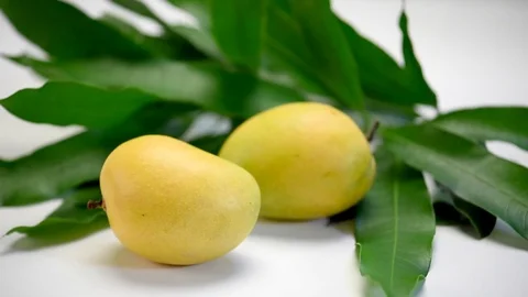Alphonso Mango Stock Footage 77117672