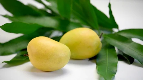 Alphonso Mango Stock Footage 77117682