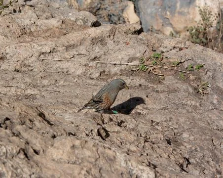 Alpine accentor bird Stock Photos