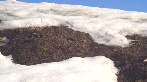Alpine Accentor bird at snow found in the Tungnath Mandir at Uttarakhand Stock Footage 205813868