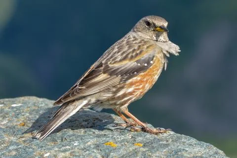 Alpine Accentor Stock Photos