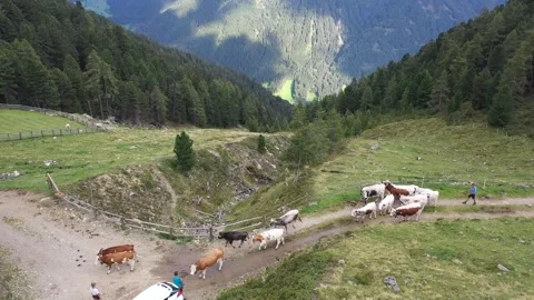 Alpine and trail view with animals at 2000m Stock Footage 281004186