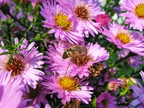 Alpine Aster and a bee (Aster alpinus) . Decorative garden plant with purple Stock Photos