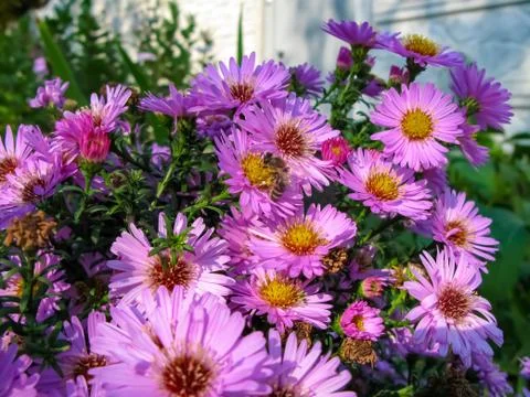 Alpine Aster and a bee (Aster alpinus) . Decorative garden plant with purple Stock Photos