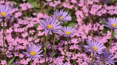 Alpine aster (Aster alpinus) Stock Footage 14610618