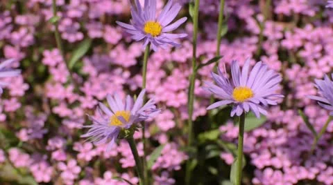 Alpine aster (Aster alpinus) Stock Footage 14610634