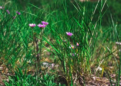Alpine aster (Aster alpinus) in the forest grass Stock Photos