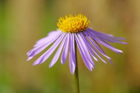 Alpine Aster flower close up. Stock Photos