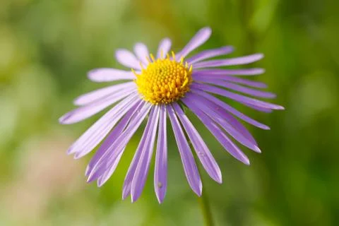Alpine Aster flower close up. Stock Photos