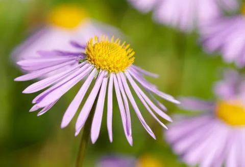 Alpine aster flowers close-up Stock Photos