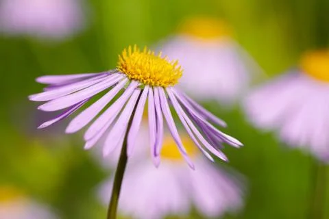 Alpine aster flowers close-up Stock Photos