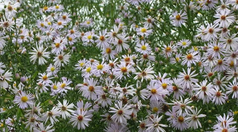 Alpine aster flowers Vídeo Stock 29336866