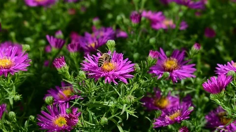 Alpine aster Stock Footage 115105045