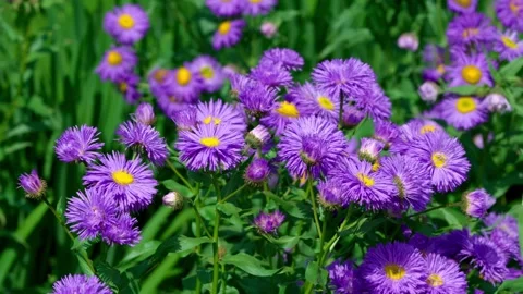 Alpine aster Stock Footage 313282437