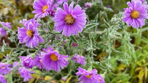 Alpine Aster freeze under white snow in spring. Stock Footage 255772873