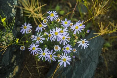 Alpine aster in the mountains Stock Photos