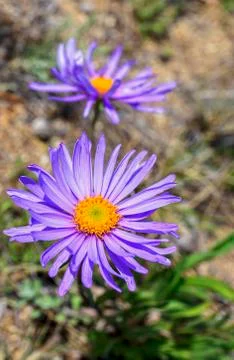 Alpine Aster Stock Photos