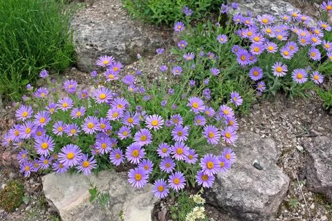 Alpine aster Stock Photos