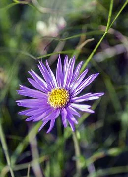 The Alpine Aster Stock Photos
